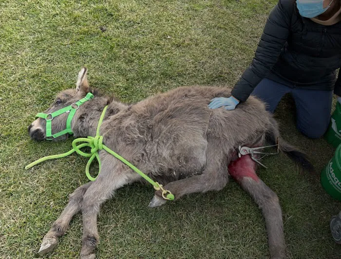 SKILLMAN Veterinary Services- Equine Veterinarian Clinic Picture 3