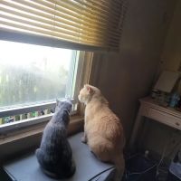 South Anderson Veterinary Clinic ico