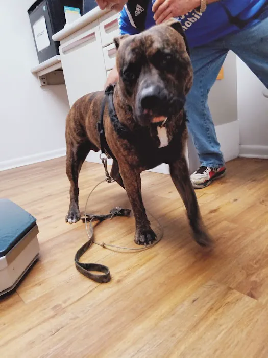 Devonshire Veterinary Clinic: Smiley Aaron DVM Picture 1