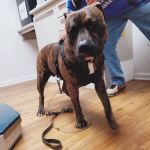 Devonshire Veterinary Clinic: Smiley Aaron DVM