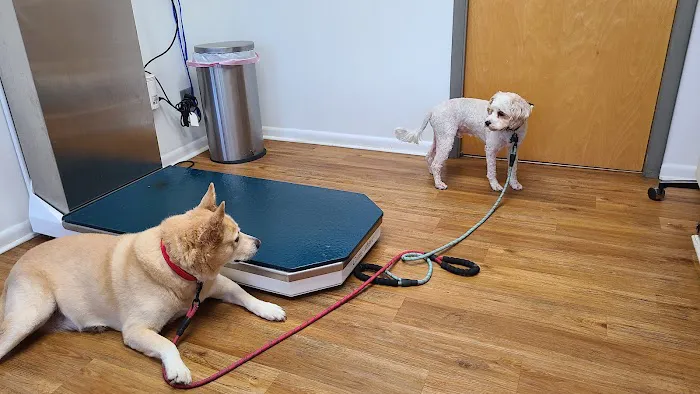 Devonshire Veterinary Clinic Picture 9