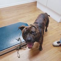 Devonshire Veterinary Clinic ico