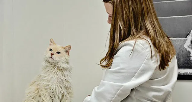 Devonshire Veterinary Clinic Picture 5