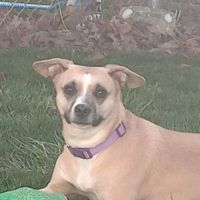 Pat's Pet Clinic ico