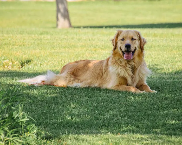 Pat's Pet Clinic Picture 2