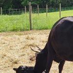 Veterinary Care & Consultation