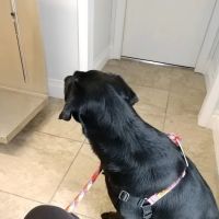New Castle Animal Hospital: Boe Jamie A DVM ico