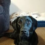 New Castle Animal Hospital