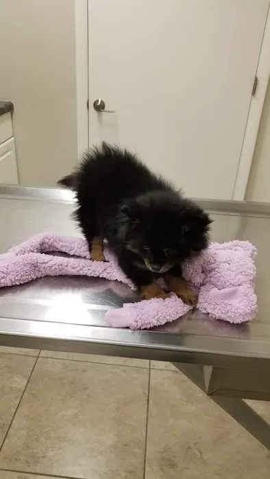 New Castle Animal Hospital Picture 7