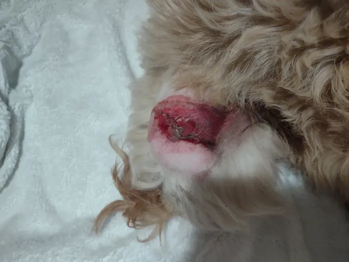 Country Acre Animal Clinic Inc Picture 5