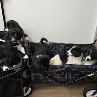 Country Acre Animal Clinic Inc ico