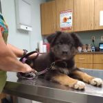 Middletown Animal Hospital