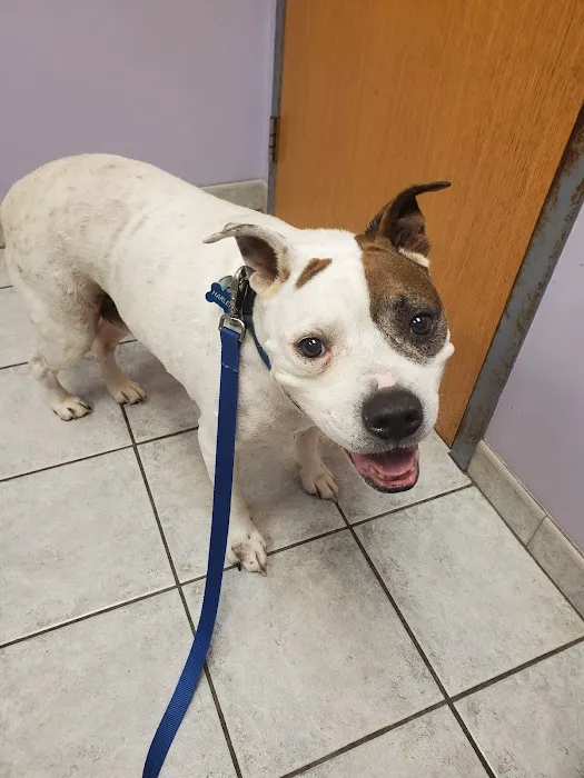 Middletown Animal Hospital Picture 9