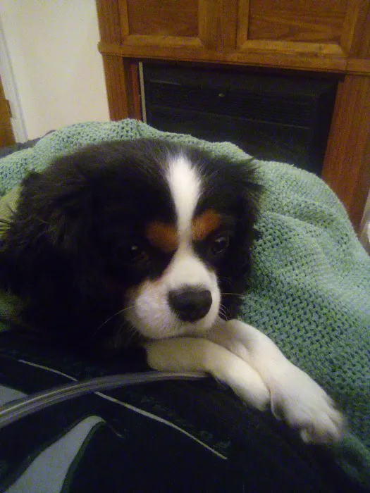 Lapel Animal Clinic Picture 8