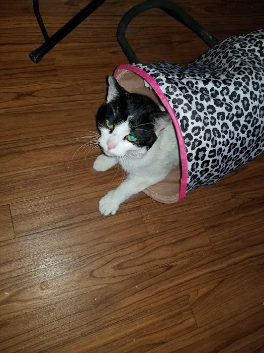Lapel Animal Clinic Picture 6