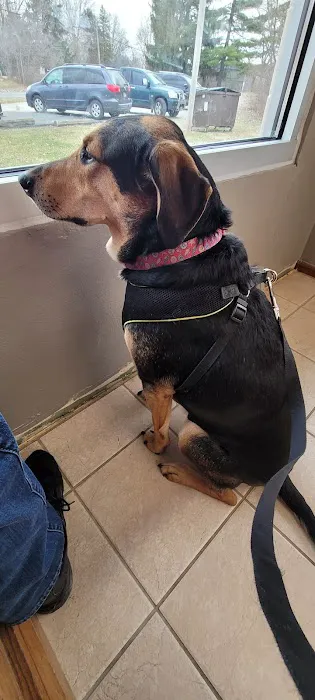 Lapel Animal Clinic Picture 7