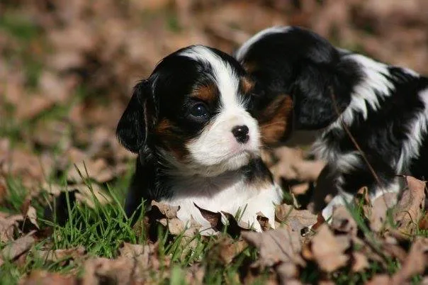 Lapel Animal Clinic Picture 2