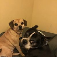 Animal Medical Clinic ico
