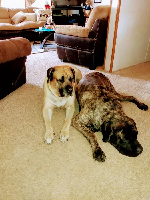 West Central Veterinary Services - Greencastle Picture 4