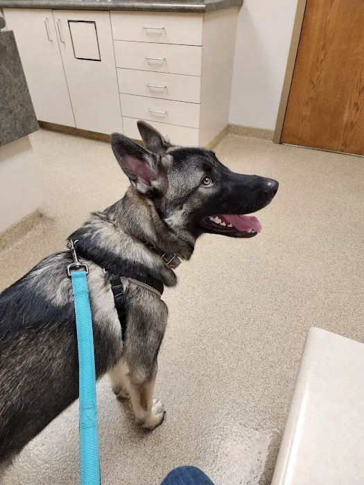 West Central Veterinary Services - Greencastle Picture 6