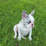 West Central Veterinary Services - Greencastle
