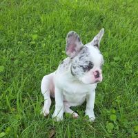 West Central Veterinary Services - Greencastle ico