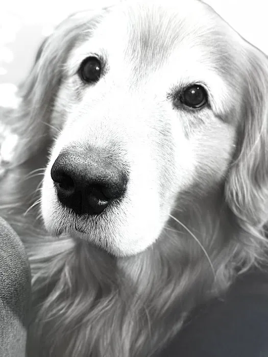 Daly City Pet Hospital Picture 5