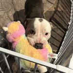 Daly City Pet Hospital
