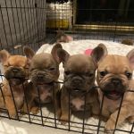 Colma Animal Hospital