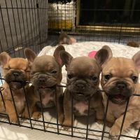 Colma Animal Hospital ico