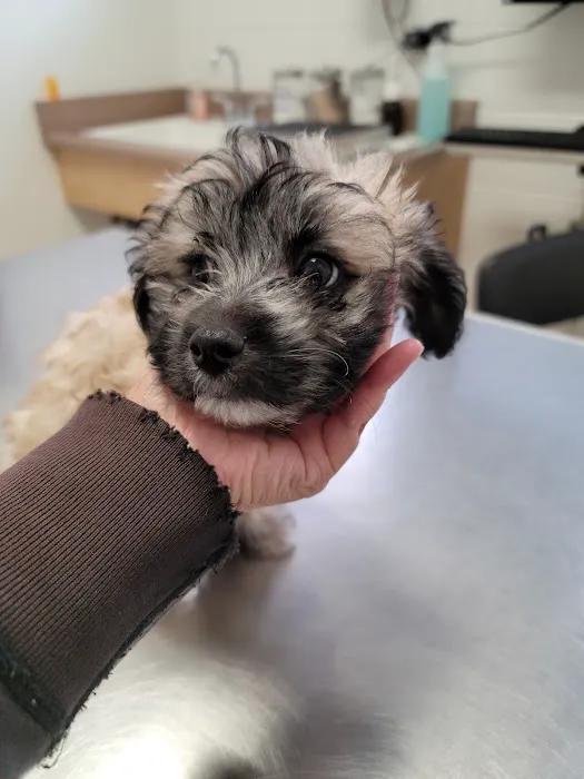 Colma Animal Hospital Picture 3