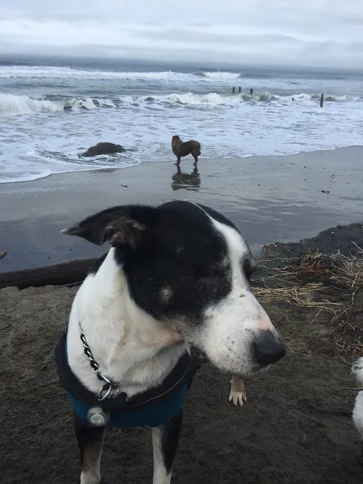 Colma Animal Hospital Picture 7
