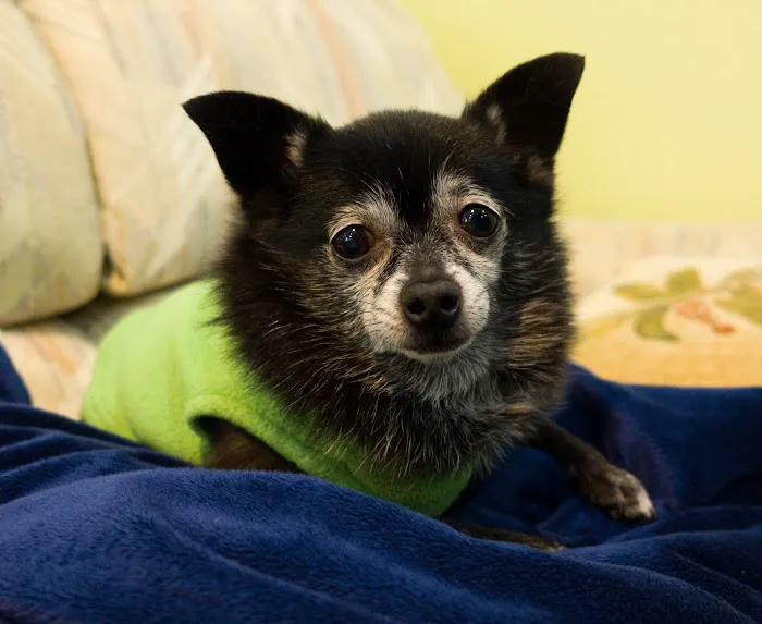 Banfield Pet Hospital Picture 3