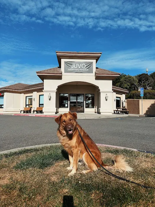 Juvo Veterinary Hospital Picture 5