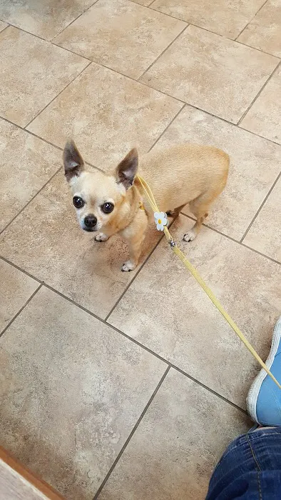 AllCare Veterinary Hospital of Pacifica Picture 5