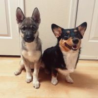 AllCare Veterinary Hospital of Pacifica ico
