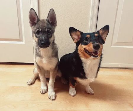 AllCare Veterinary Hospital of Pacifica