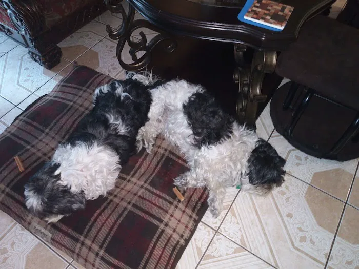 Southshore Animal Hospital at Frenchman's Creek Picture 2