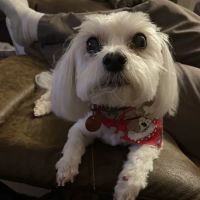 Pet Care Center ico