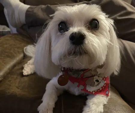 Pet Care Center