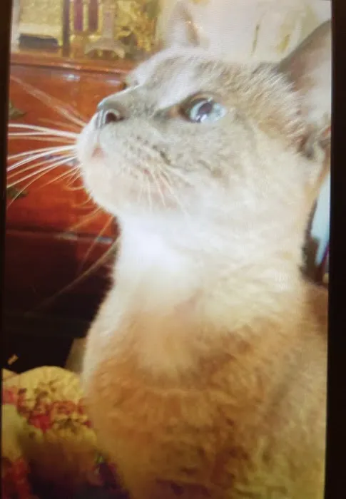 Pet Care Center Inc: Lanaux Amelie DVM Picture 2