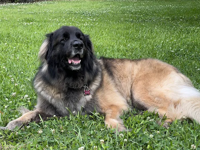 Pet Care Center Inc: Lanaux Amelie DVM Picture 4
