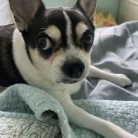 Metairie Small Animal Hospital - West Esplanade Clinic ico