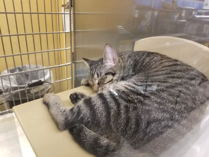 Banfield Pet Hospital Picture 9
