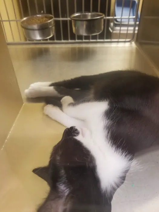 Banfield Pet Hospital Picture 8