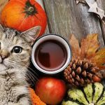 Auburn Animal Hospital