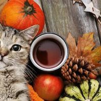 Auburn Animal Hospital ico