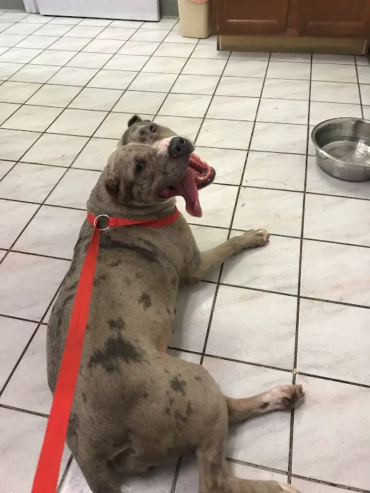 Auburn Animal Hospital Picture 10