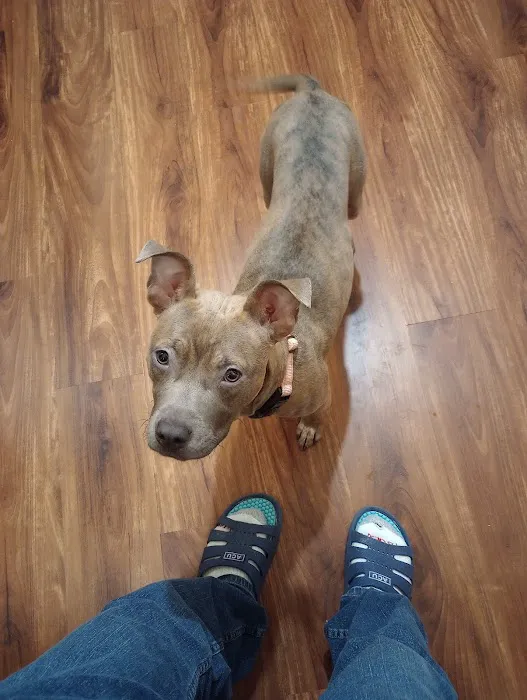 Auburn Animal Hospital Picture 6
