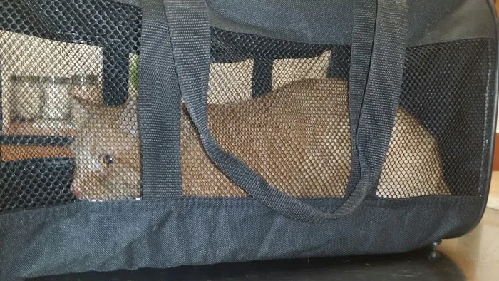 Banfield Pet Hospital Picture 6